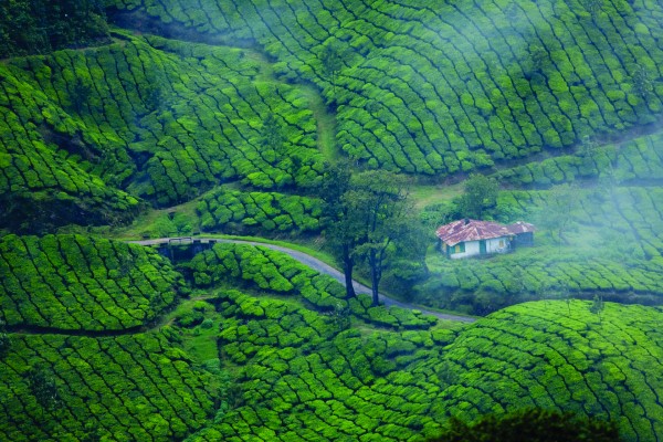 Kerala ( Munnar , Alleppey & Kochi )