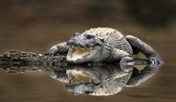 Bhubaneshwar - Satkosia - Bhitarnika - Puri With Konark